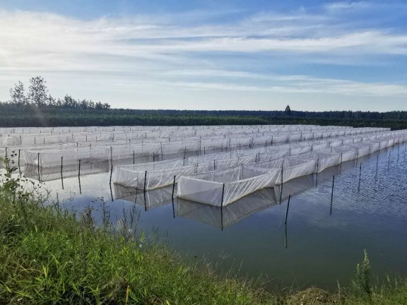 宽体金线蛭养殖场选址的一些注意事项