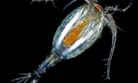水蛭幼苗阶段助长的微生物之一：轮虫
