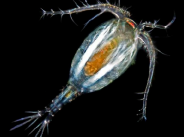 水蛭幼苗阶段助长的微生物之一：轮虫