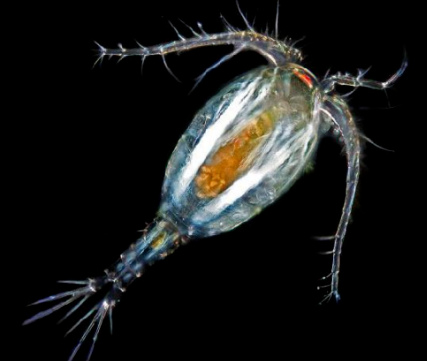 水蛭幼苗阶段助长的微生物之一：轮虫